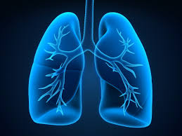 lungs